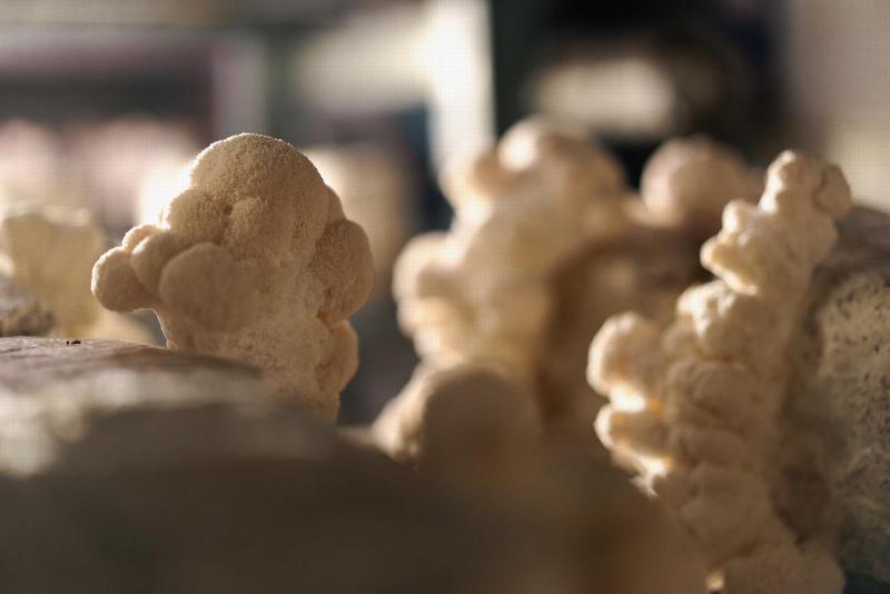 lions main mushrooms